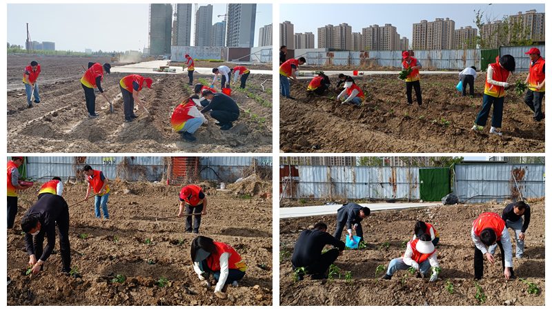 濟寧華都黨員公益服務隊開展“植蔬助困”公益活動