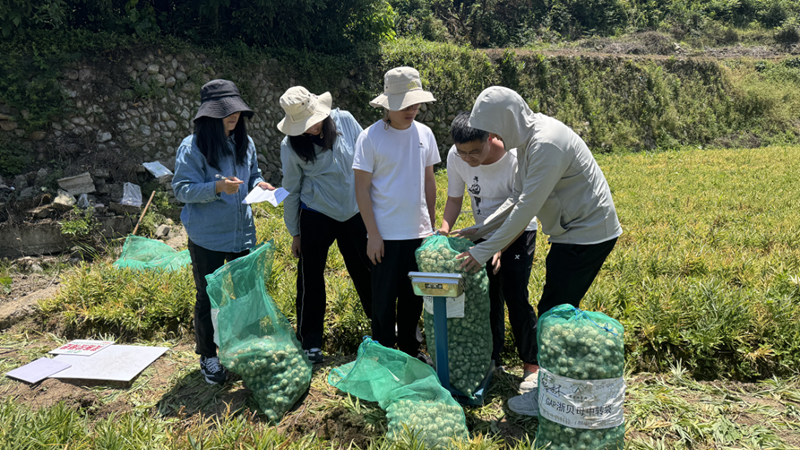 多方協(xié)同開展聯合試驗 農資農技助力中藥材種植提質增效